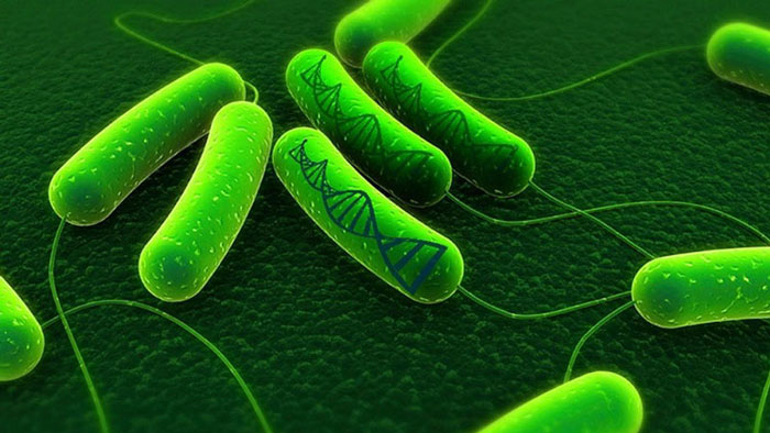 Vi khuẩn HP là gì? Vài điều cần biết về vi khuẩn HP.